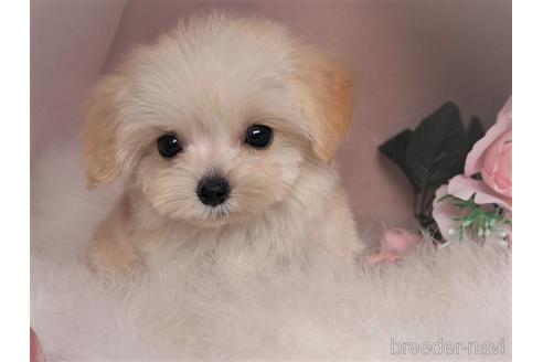 成約済の岡山県のミックス犬-213320の2枚目